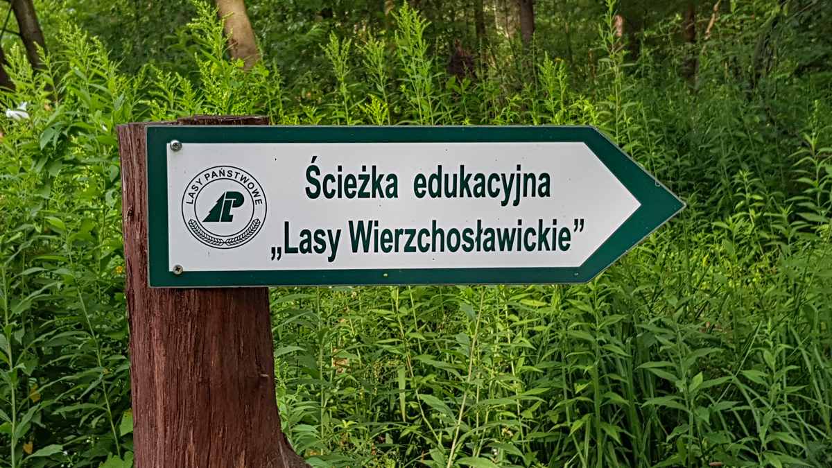 Las w Wierzchosławicach